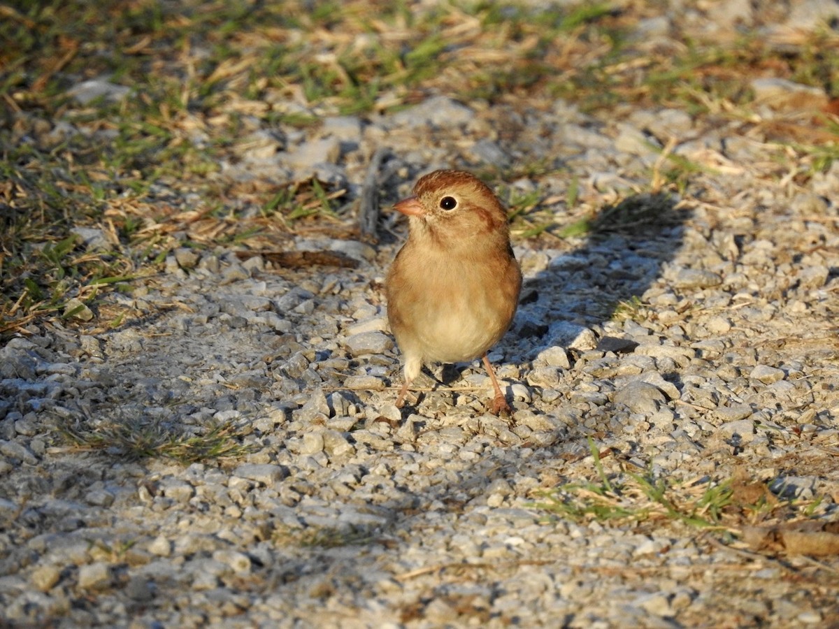 Field Sparrow - ML643696862