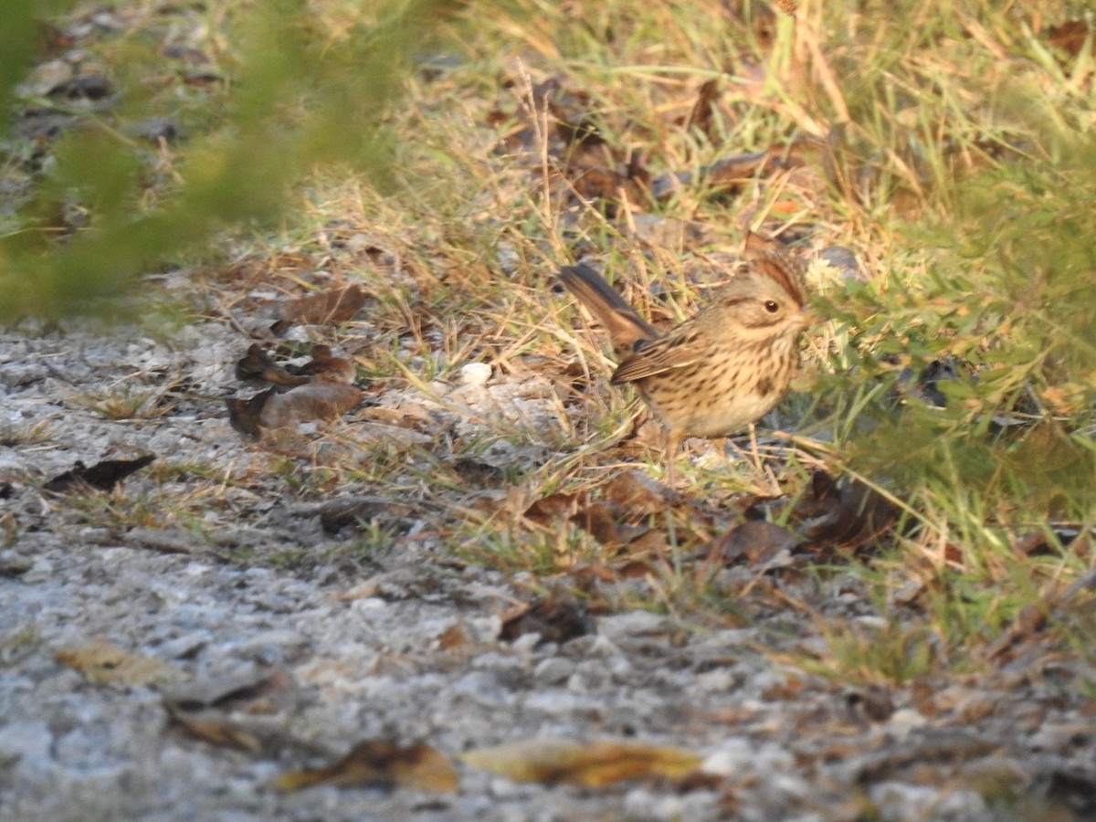 Lincoln's Sparrow - ML643696873