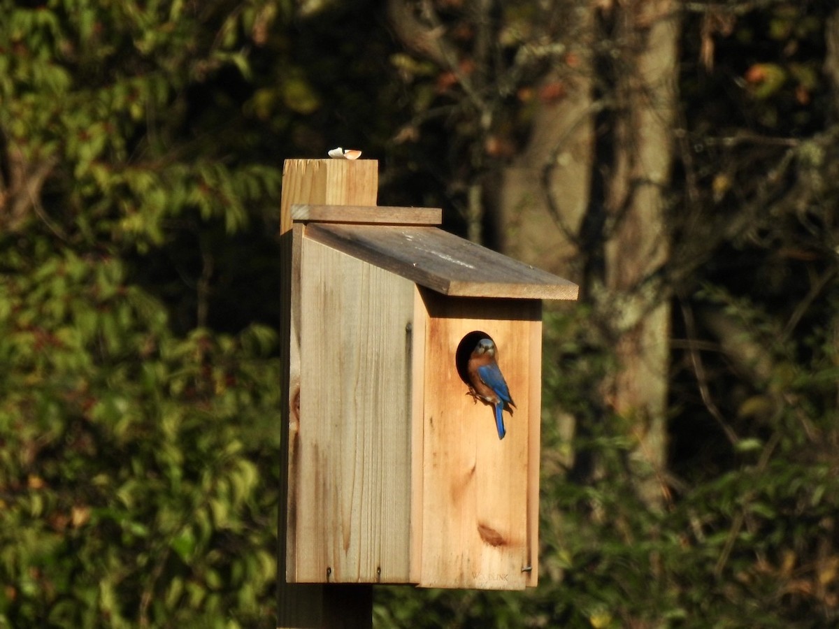 Eastern Bluebird - ML643696889