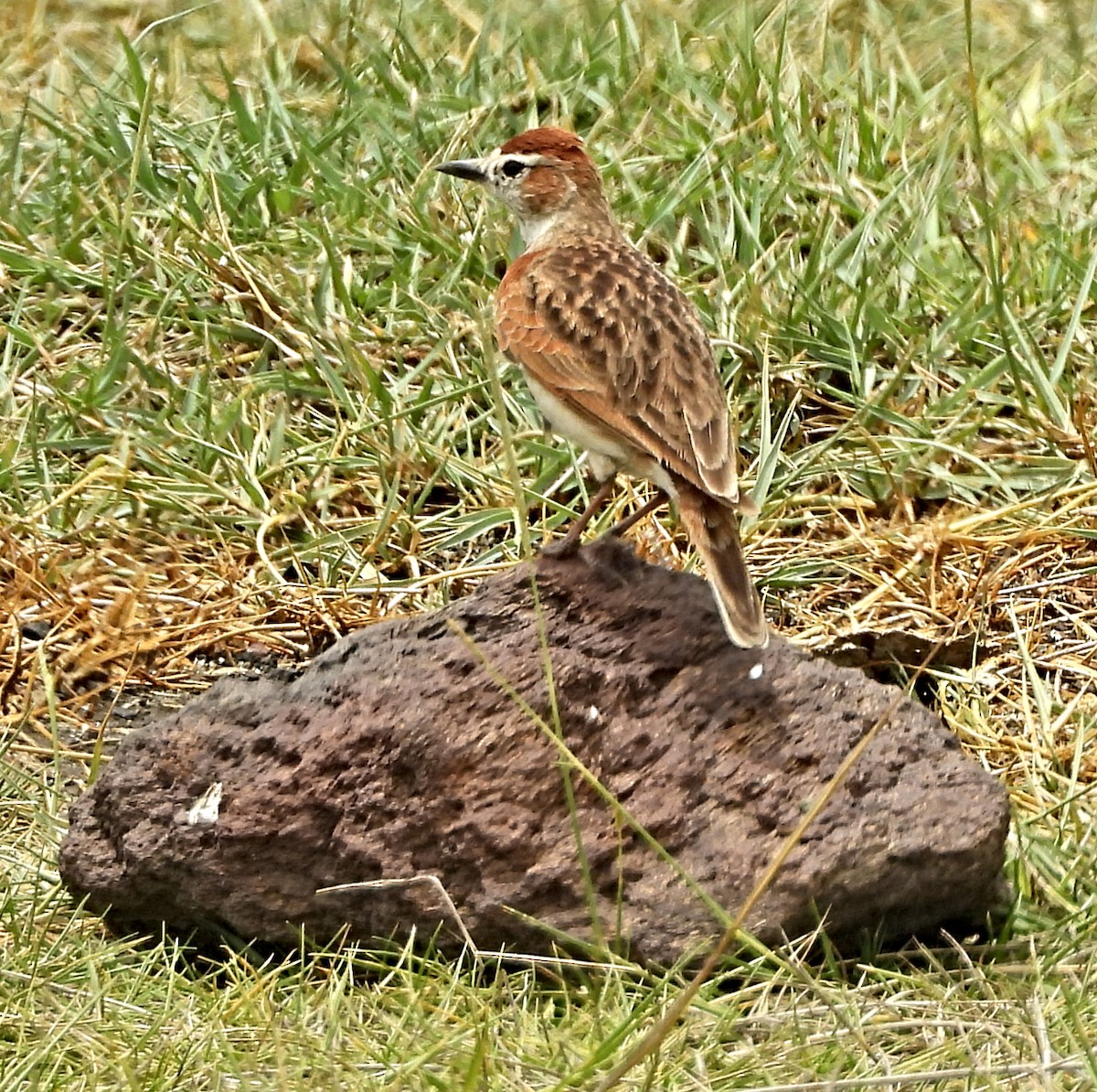 Red-capped Lark - ML643696890