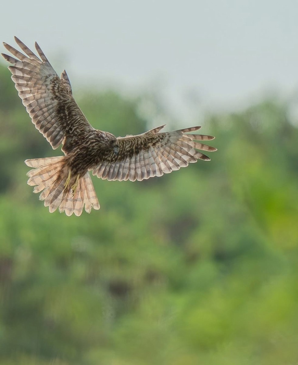 Eastern Marsh Harrier - ML643696895