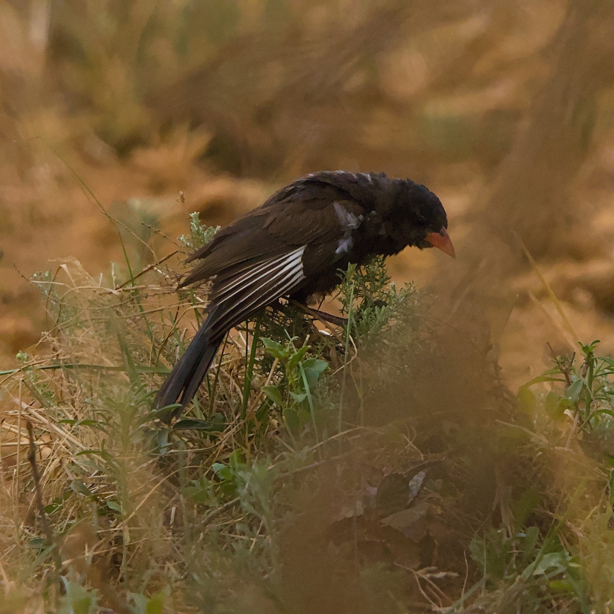 Red-billed Buffalo-Weaver - ML643696914