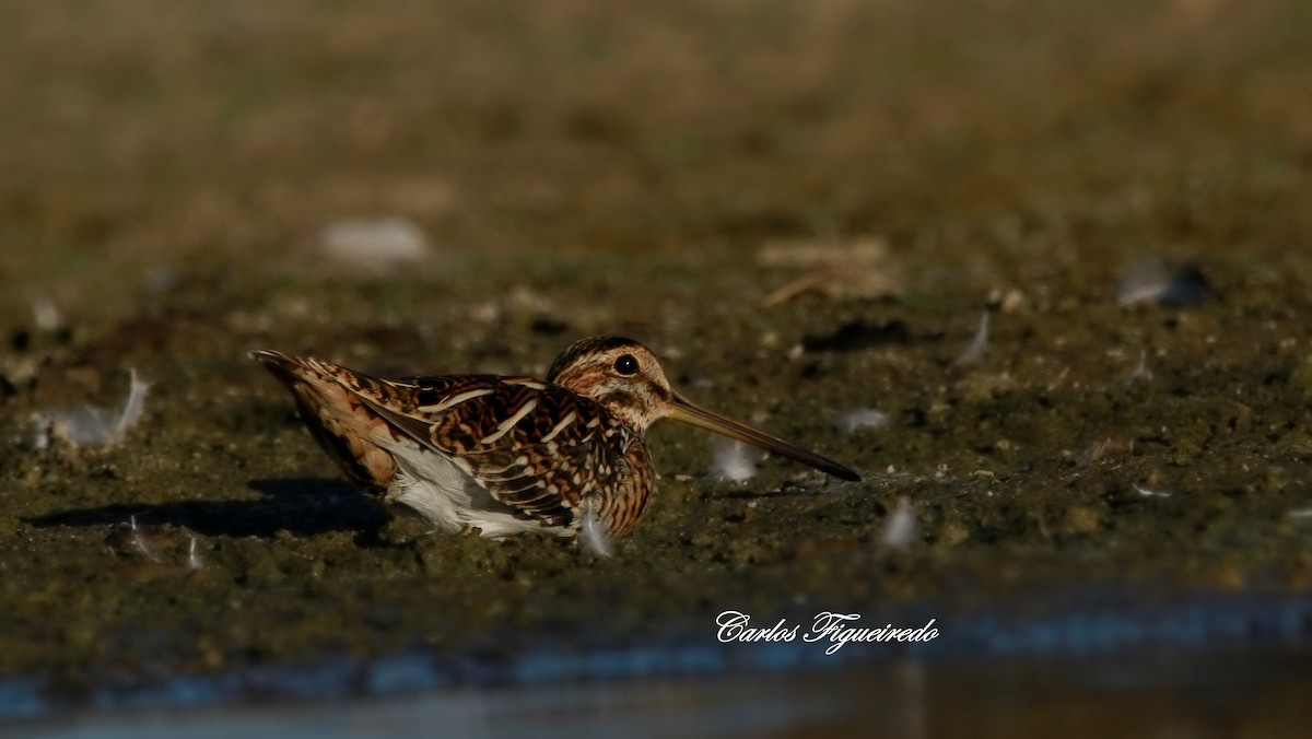 Common Snipe - ML643696957