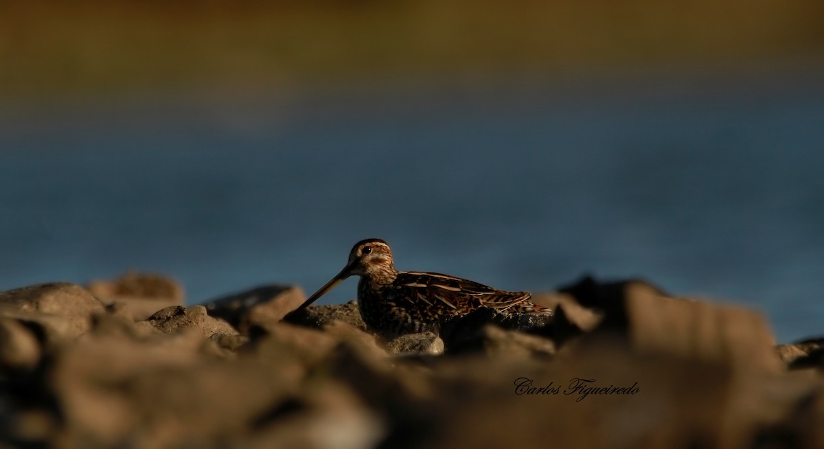 Common Snipe - ML643696958