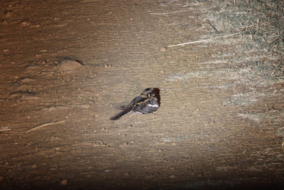 Square-tailed Nightjar - ML643696977