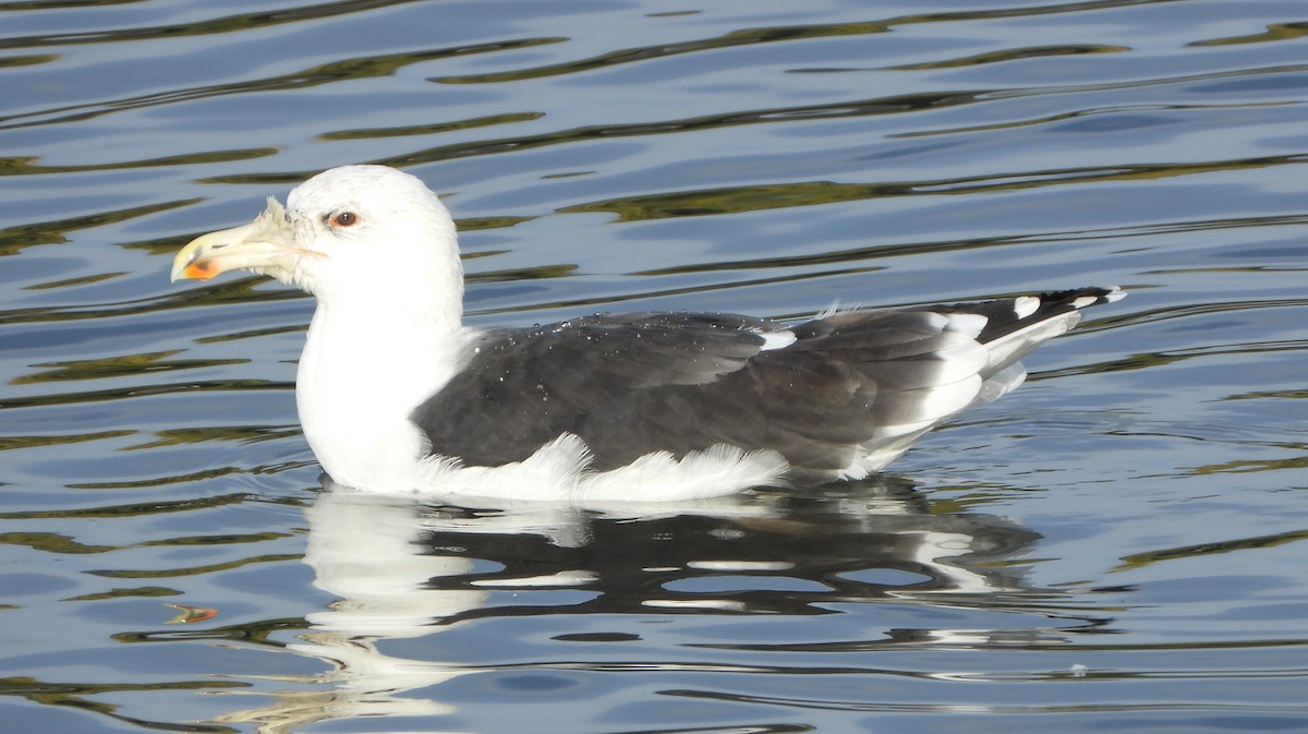 Great Black-backed Gull - ML643696978