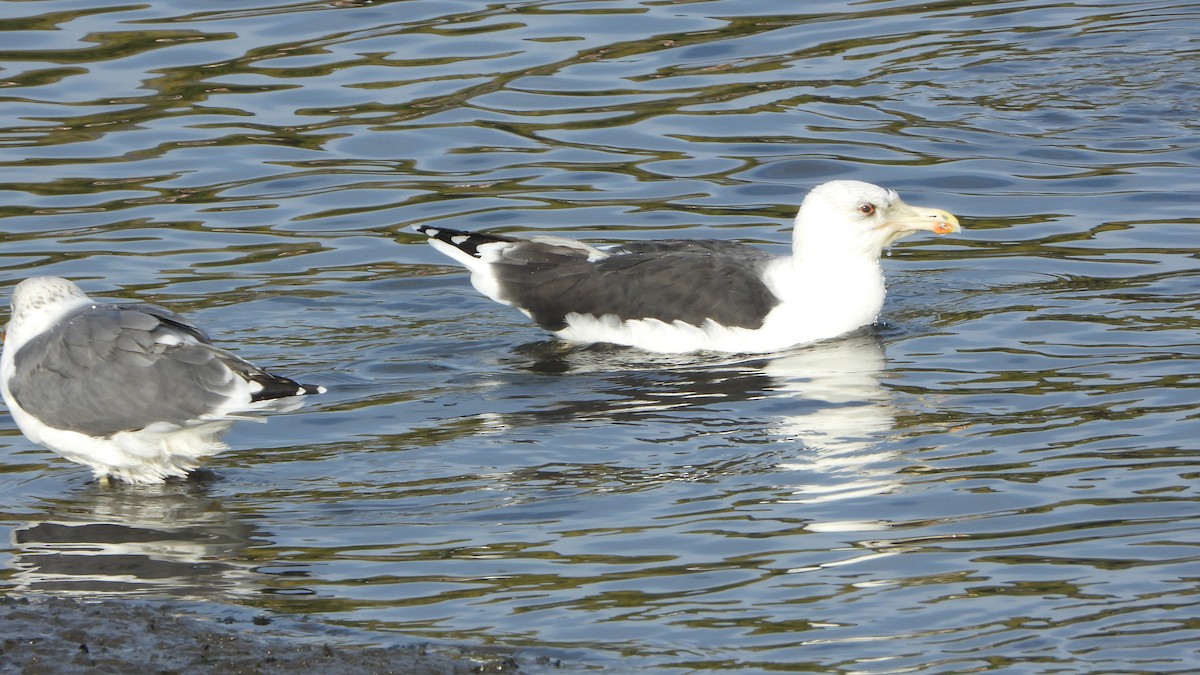 Great Black-backed Gull - ML643696979