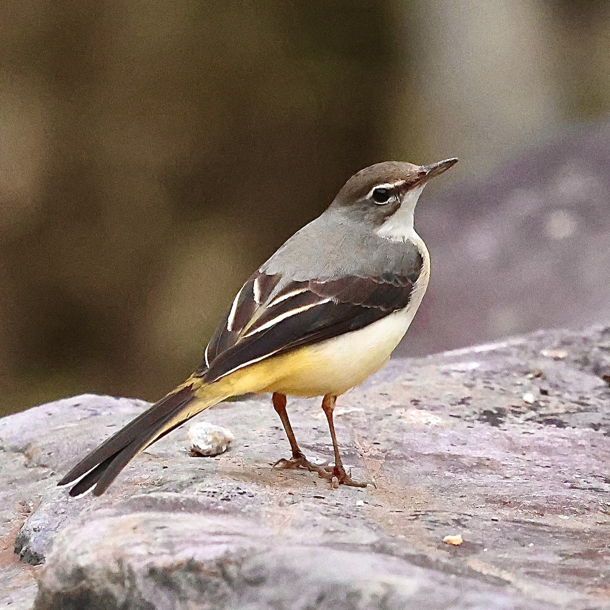 Gray Wagtail - ML643696998