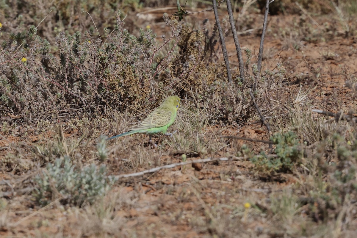 Budgerigar - ML643696999