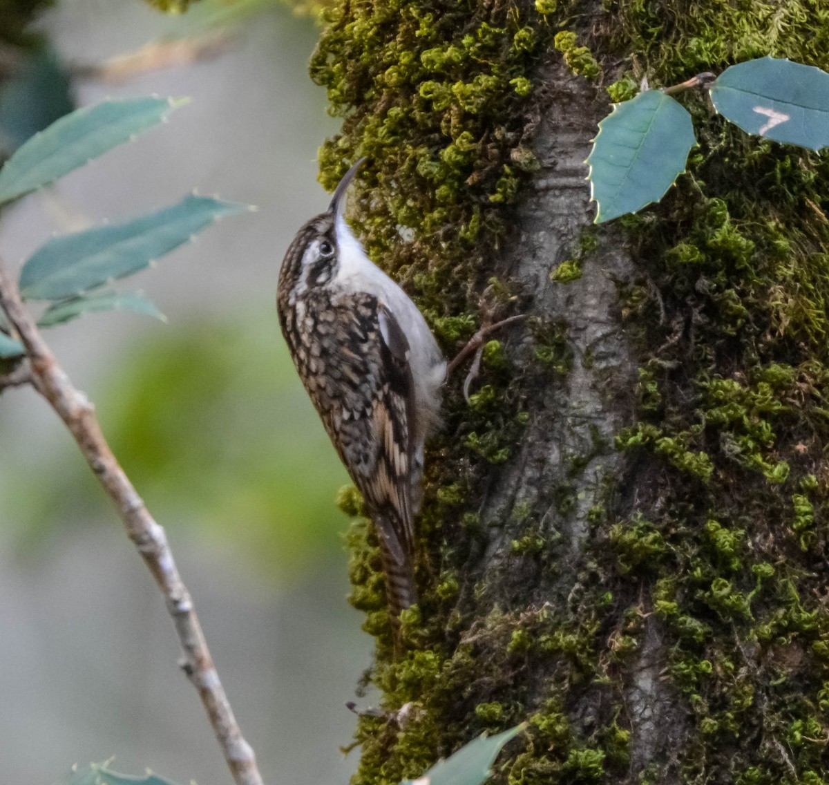 Bar-tailed Treecreeper - ML643697009