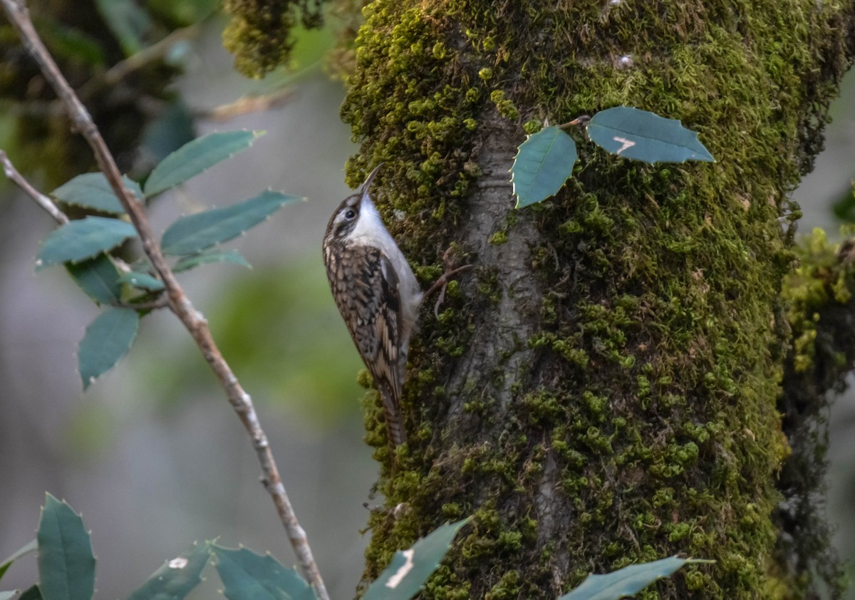 Bar-tailed Treecreeper - ML643697010