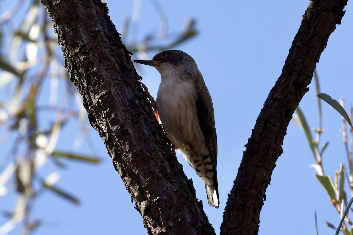 Varied Sittella - ML643697021