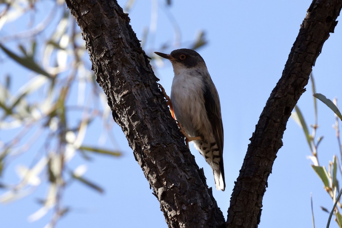 Varied Sittella - ML643697022
