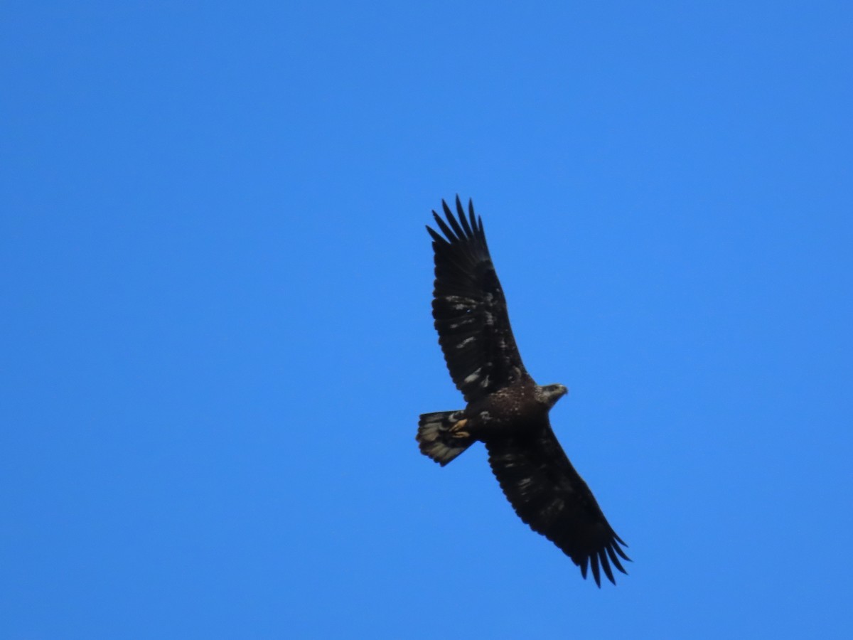 Bald Eagle - ML643697023