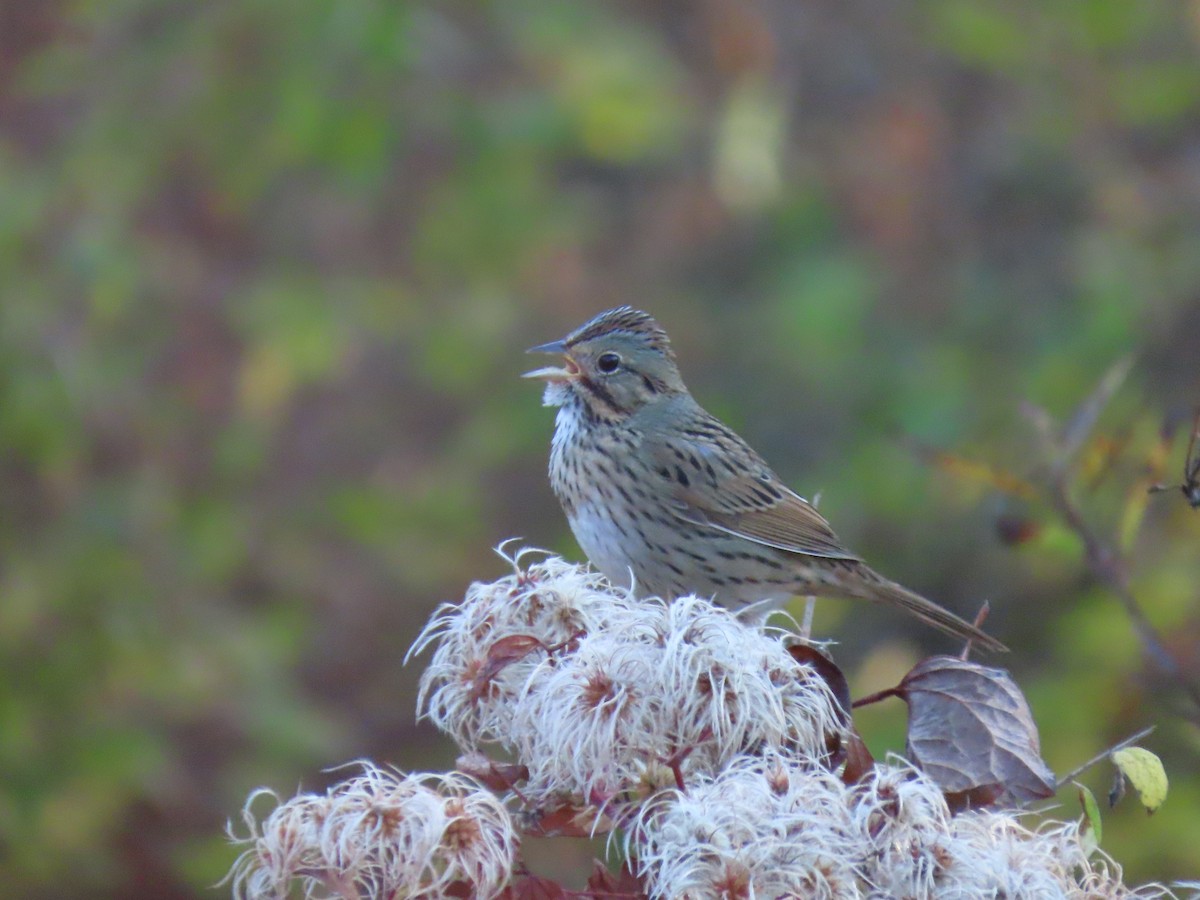 Lincoln's Sparrow - ML643697027
