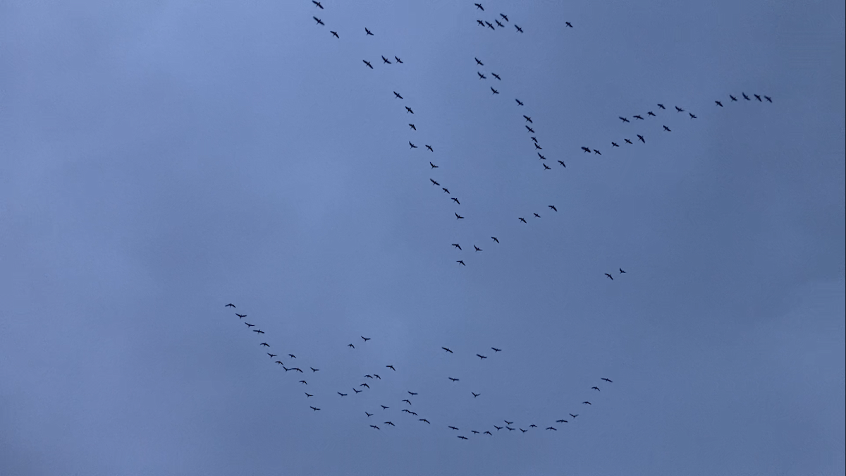Greater White-fronted Goose - ML643697039