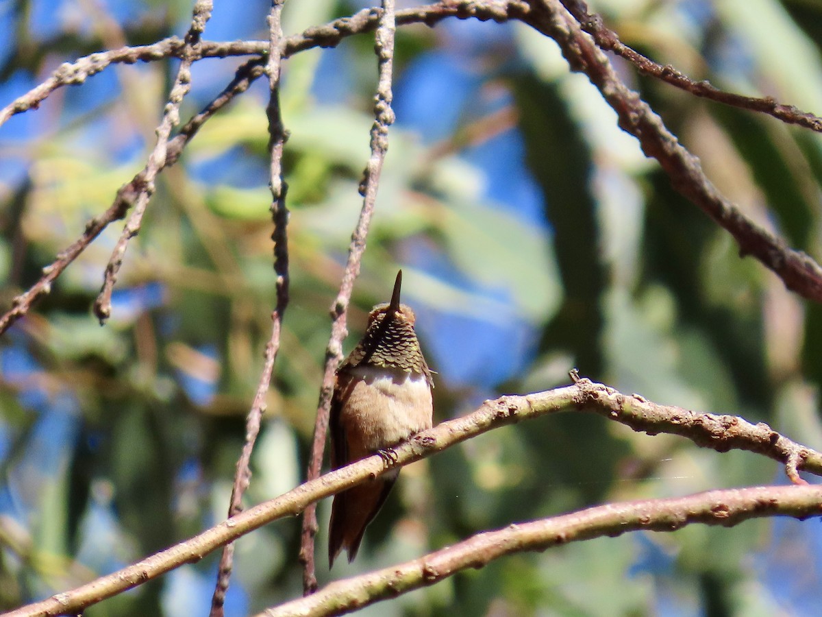 Allen's Hummingbird - ML643697054