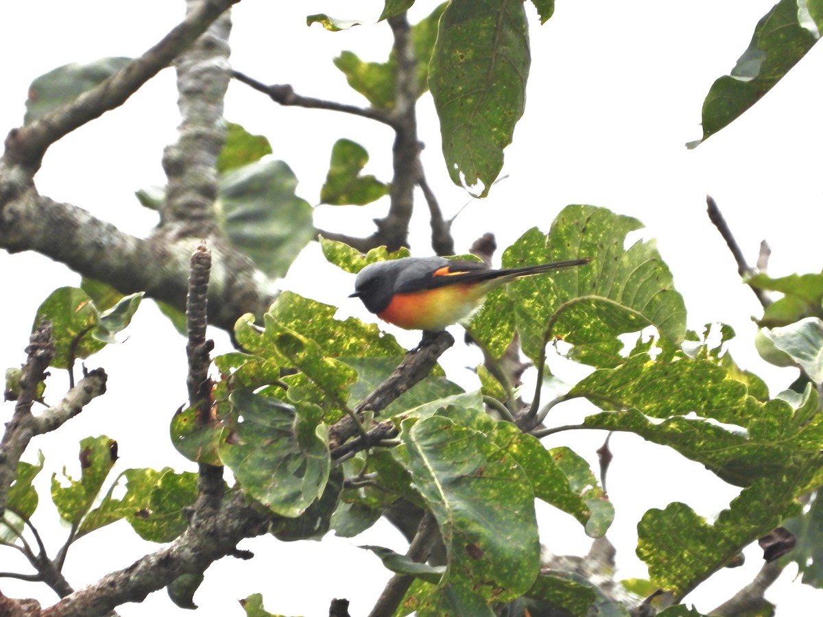 Small Minivet - ML643697055
