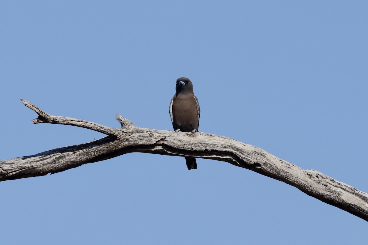 Little Woodswallow - ML643697062