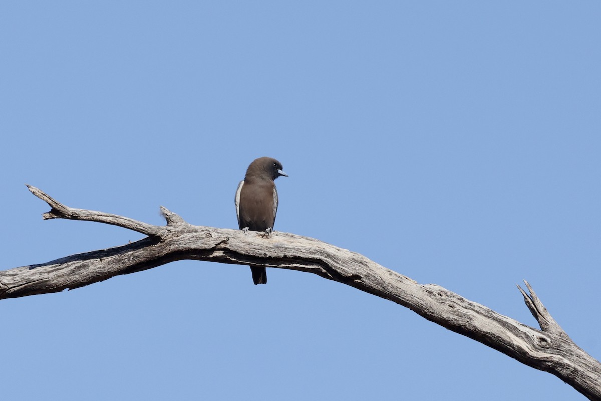 Little Woodswallow - ML643697063