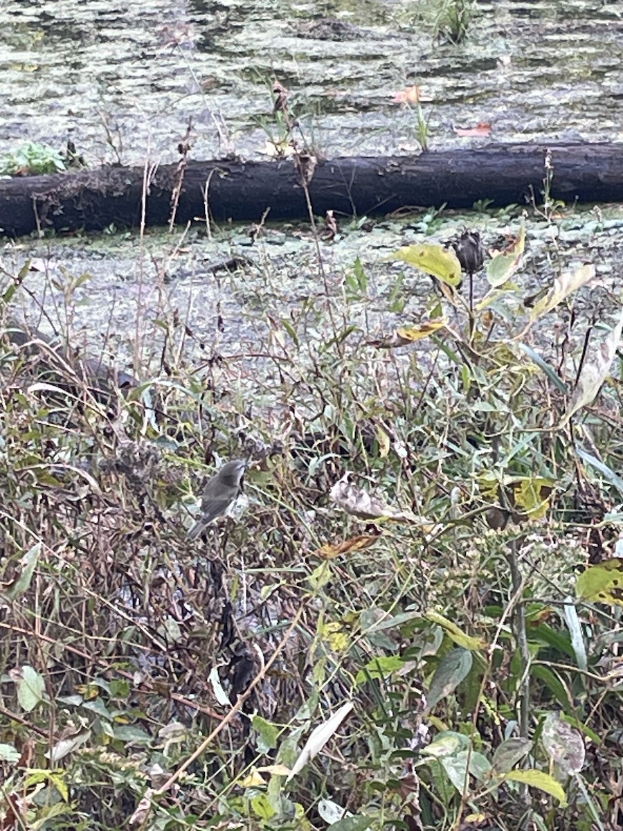 oransjekroneparula - ML643697064