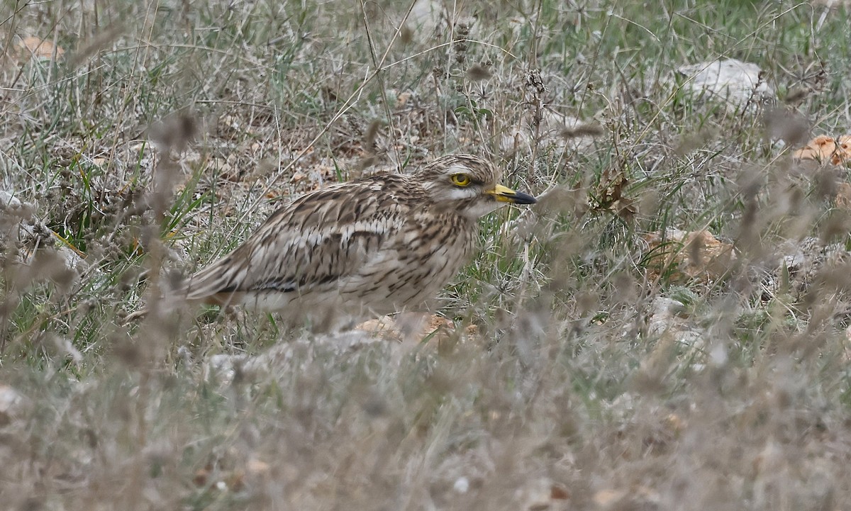 Эгэл шарандан - ML643697065