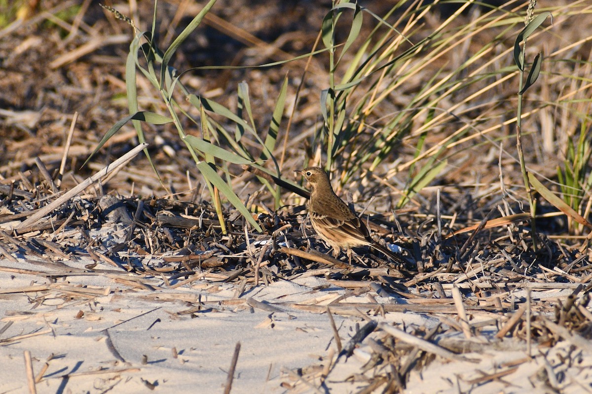 linduška tundrová - ML643697069