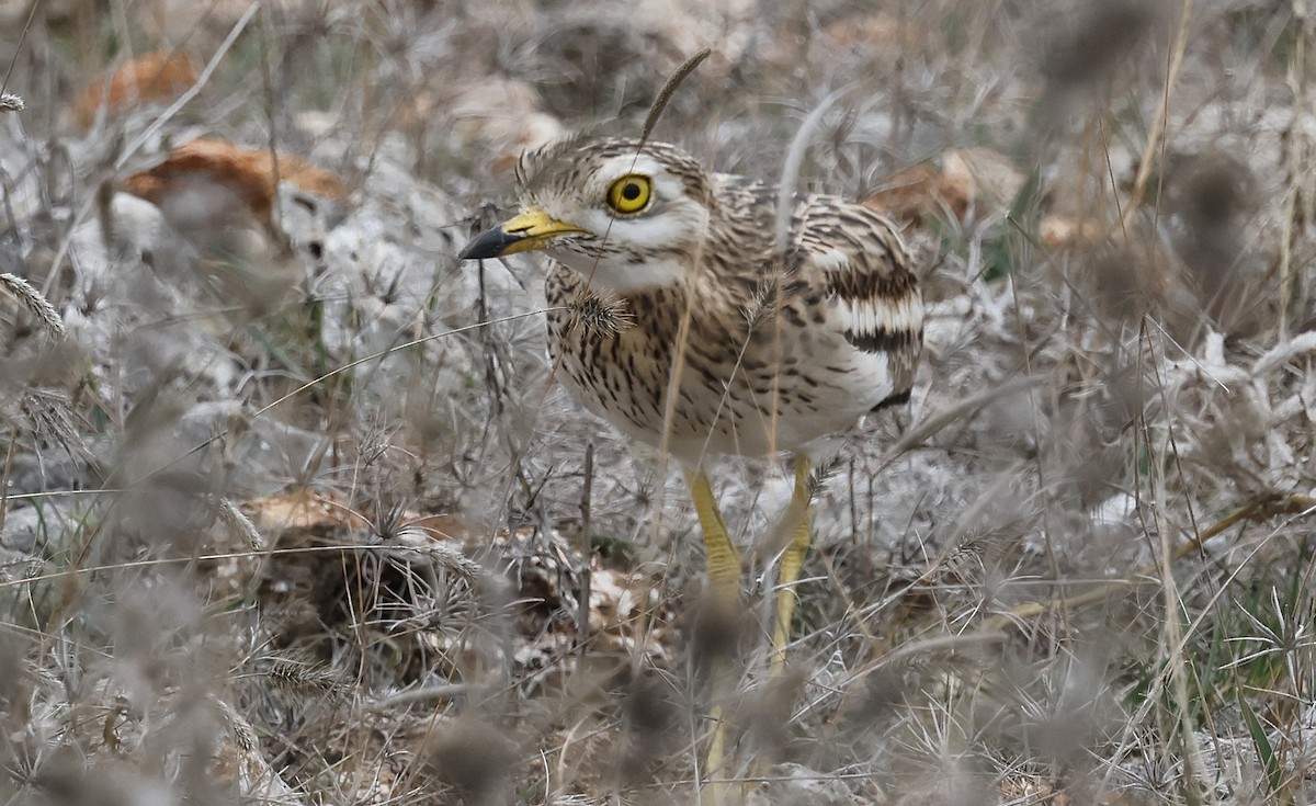 Эгэл шарандан - ML643697071