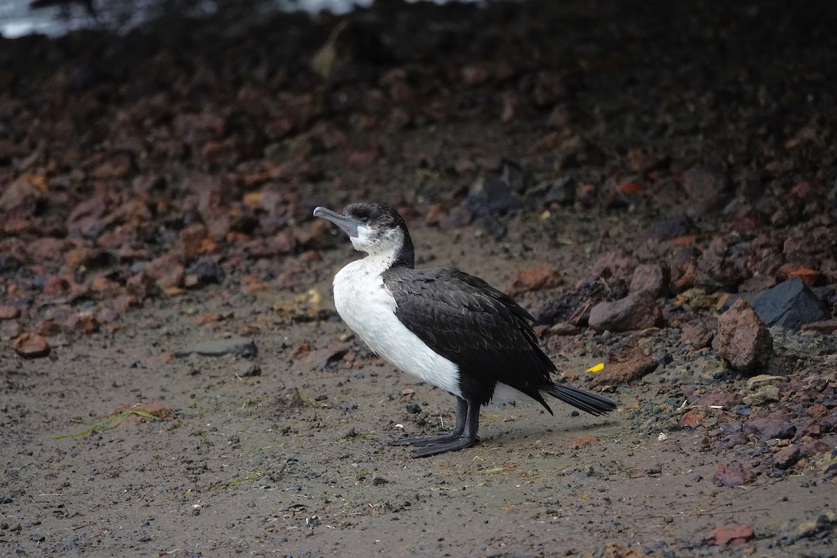 Black-faced Cormorant - ML643697087