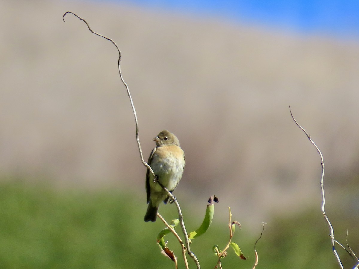 Lazuli Bunting - ML643697092