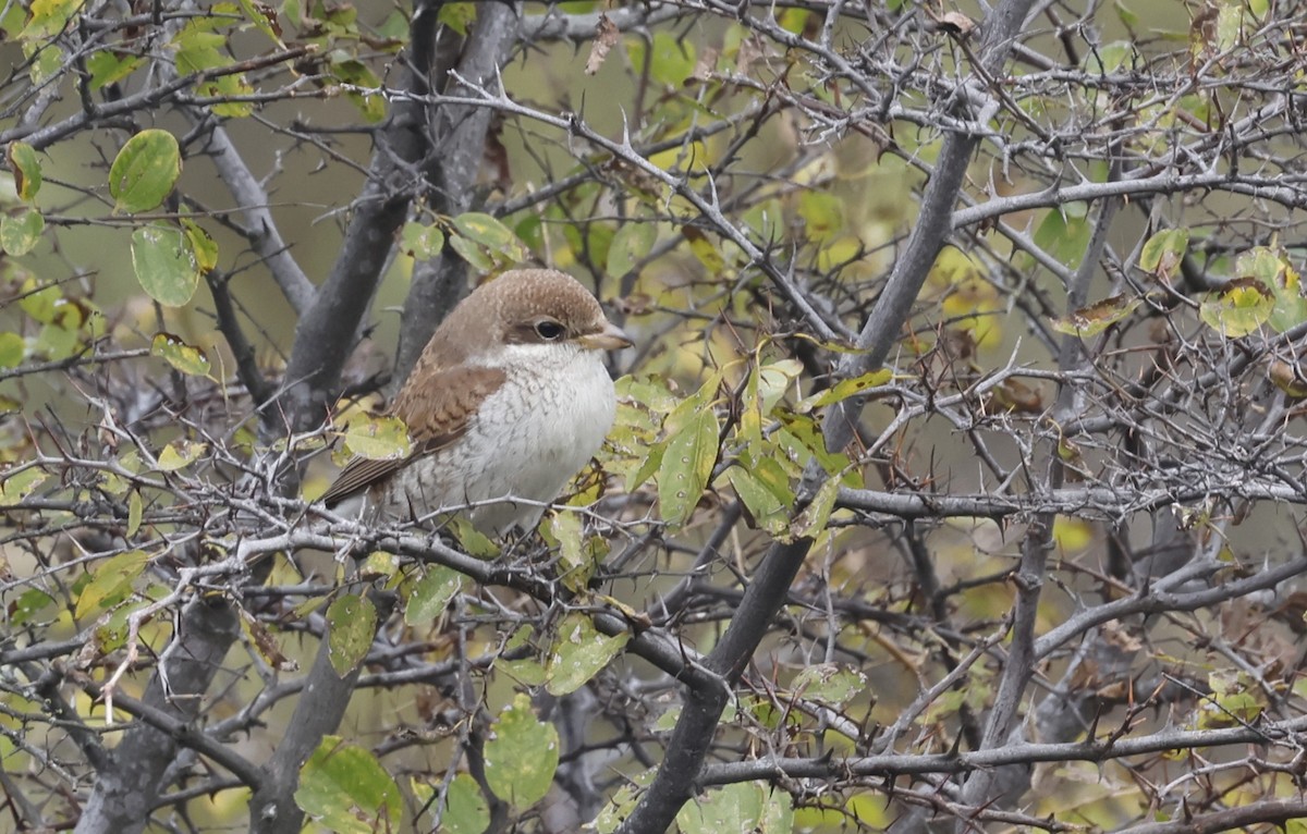 Улбар нуруут дунхай - ML643697098