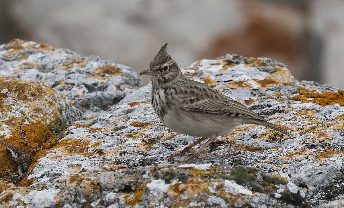 Crested Lark (Crested) - ML643697104