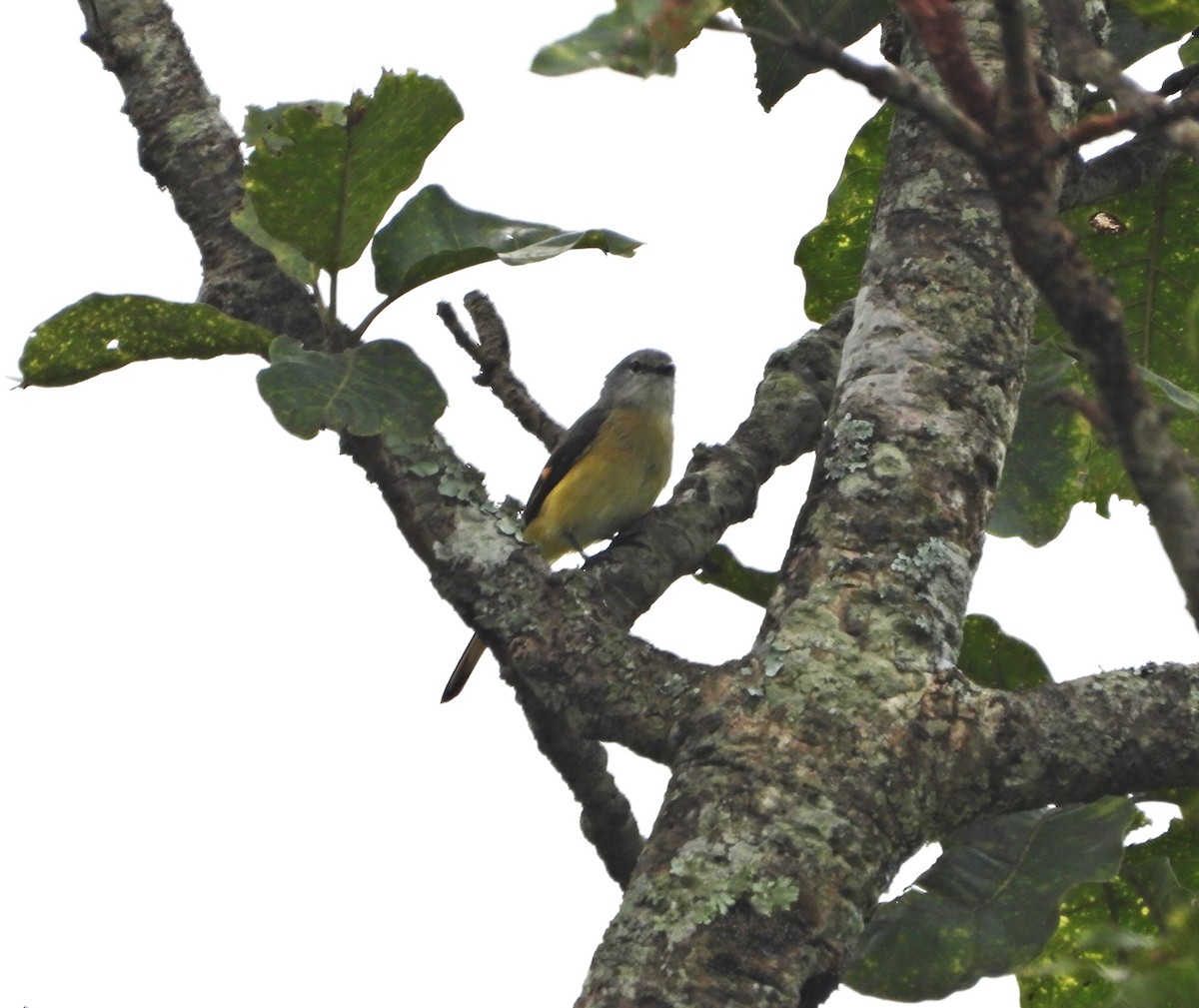 Small Minivet - ML643697123
