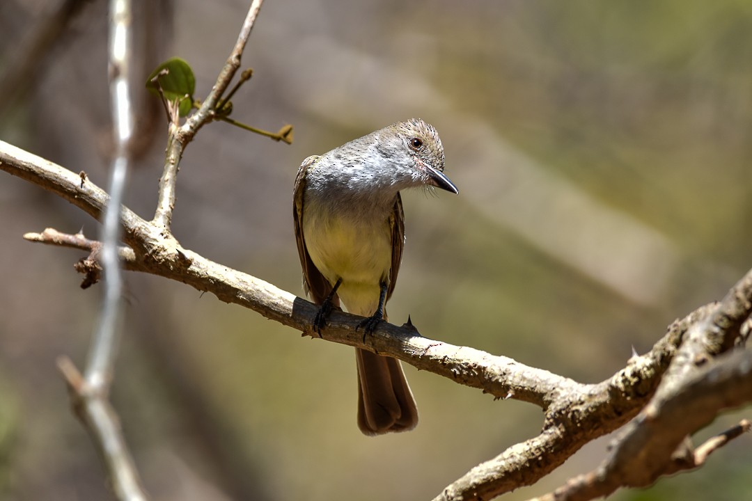 Yellow-bellied Elaenia - ML643697156
