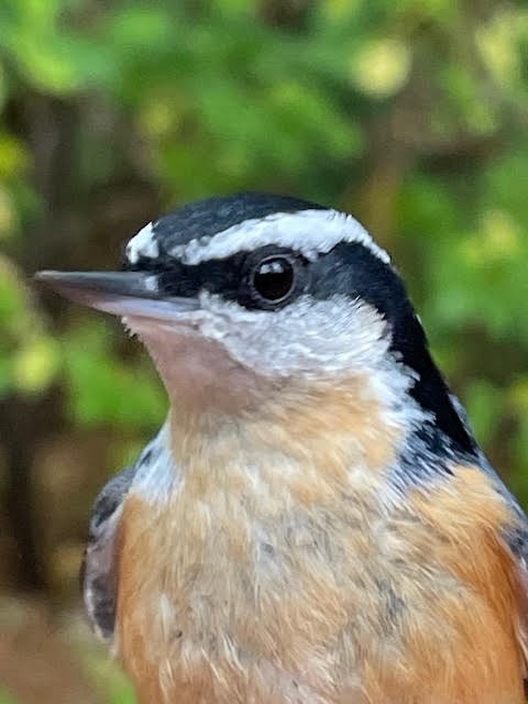 Red-breasted Nuthatch - ML643697176