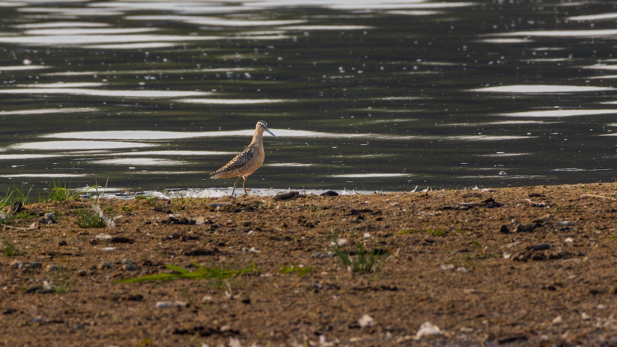 Short-billed Dowitcher - ML643697179
