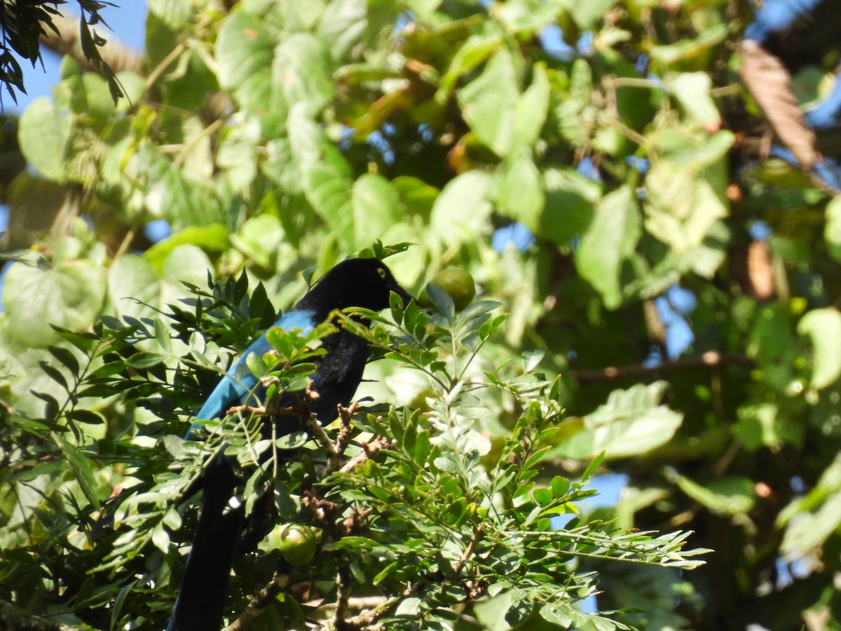 Bushy-crested Jay - ML643697189