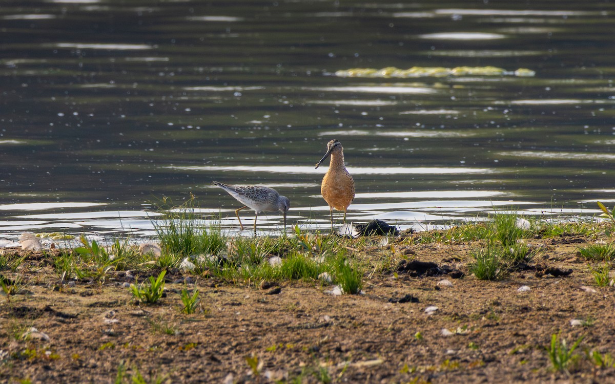 Short-billed Dowitcher - ML643697192