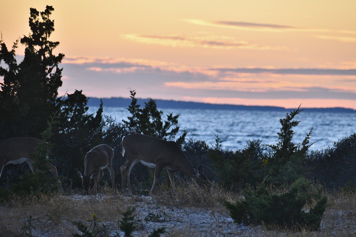 White-tailed Deer - ML643697196