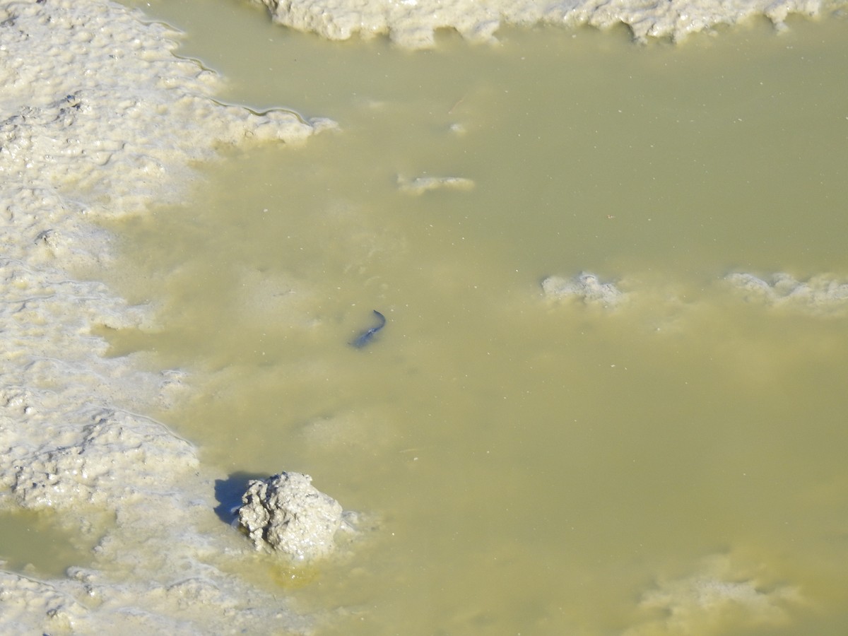 動物界 - ML643697213