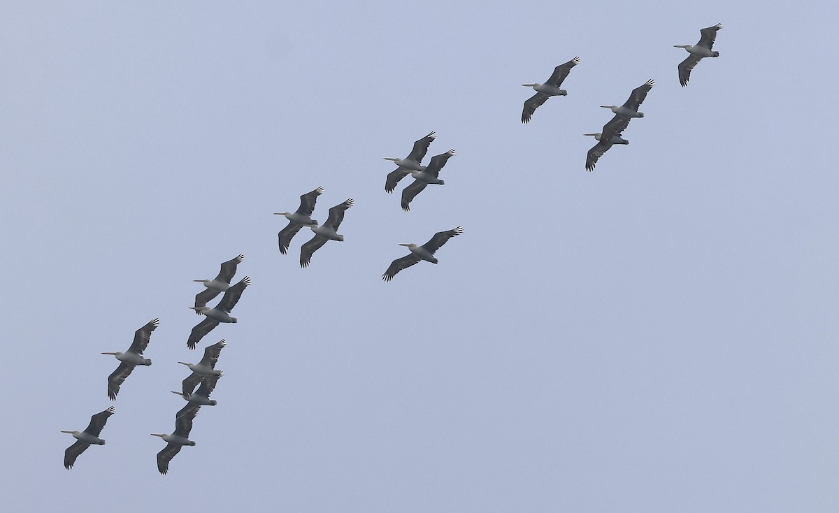 卷羽鵜鶘 - ML643697217