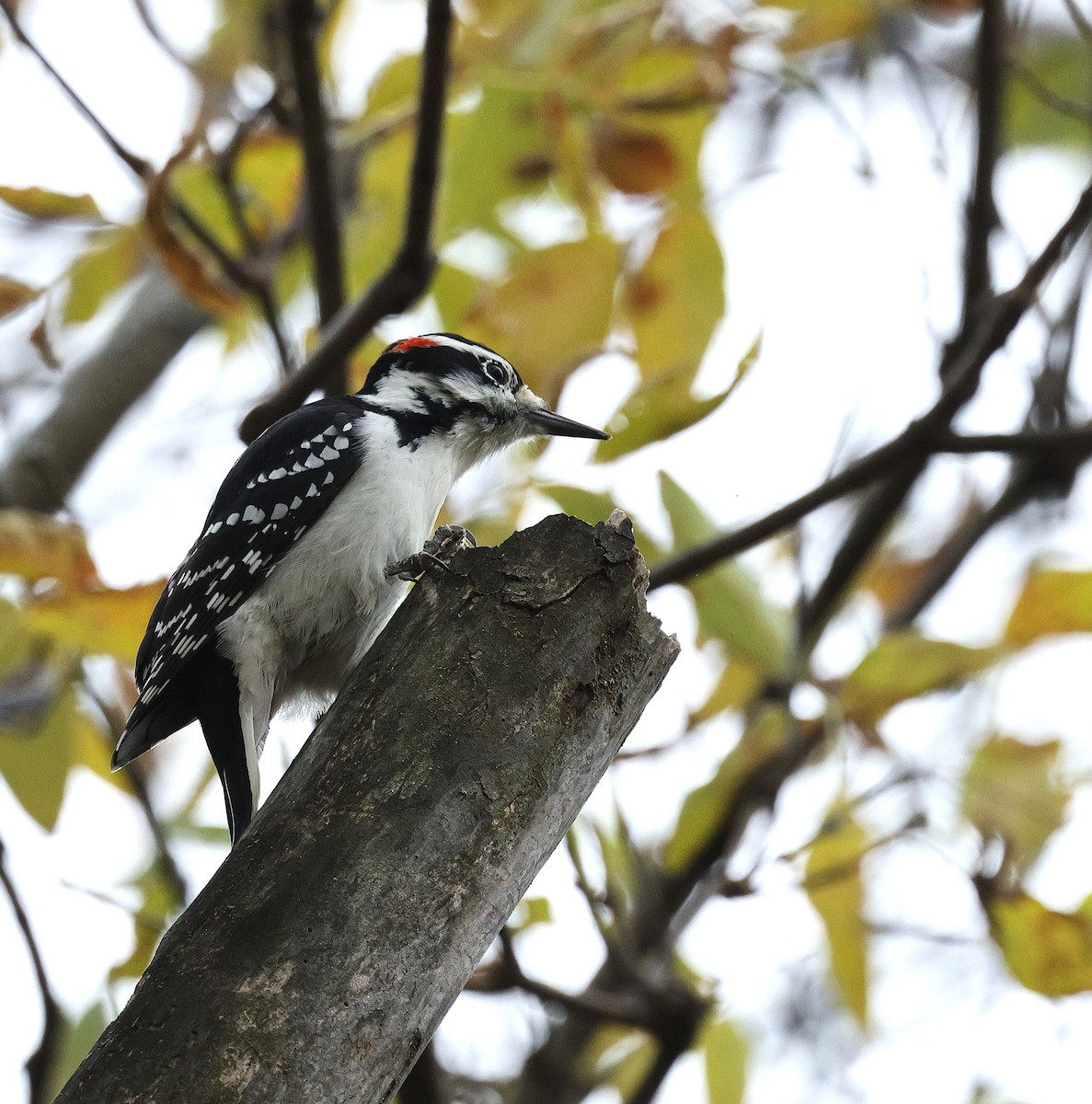 Hairy Woodpecker - ML643697220