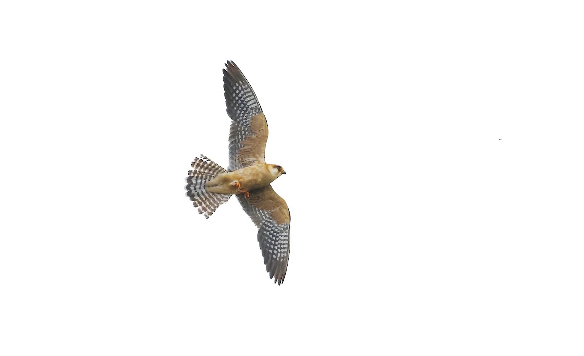 Red-footed Falcon - ML643697239