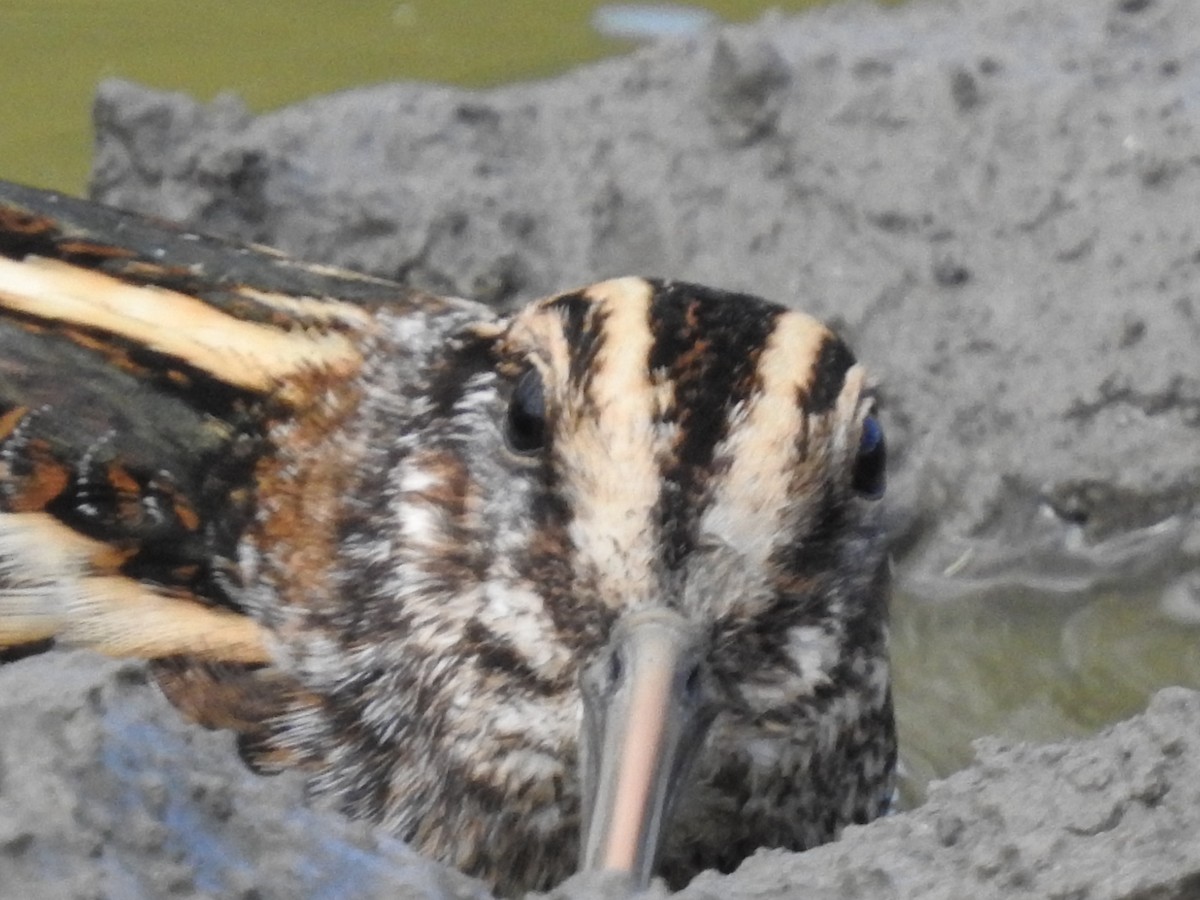 コシギ - ML643697243