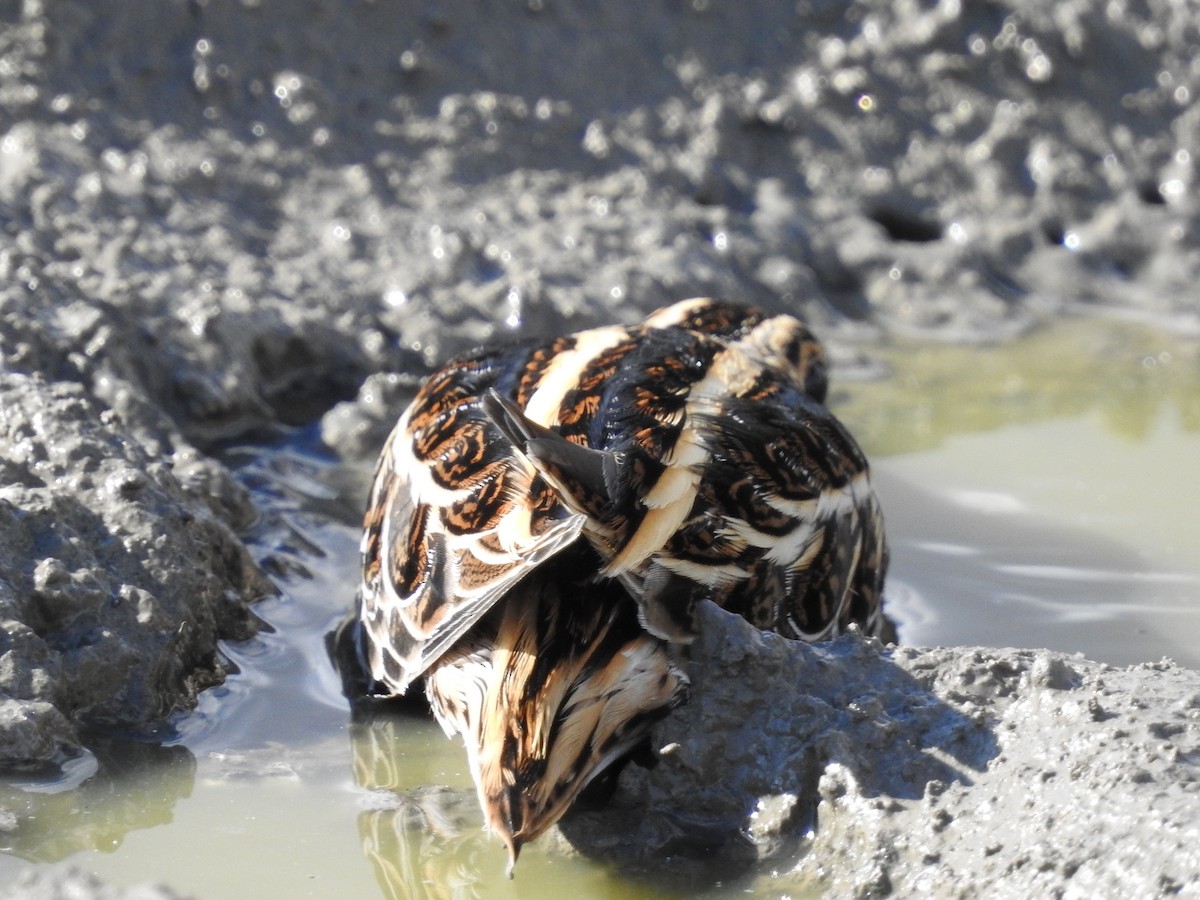 コシギ - ML643697244