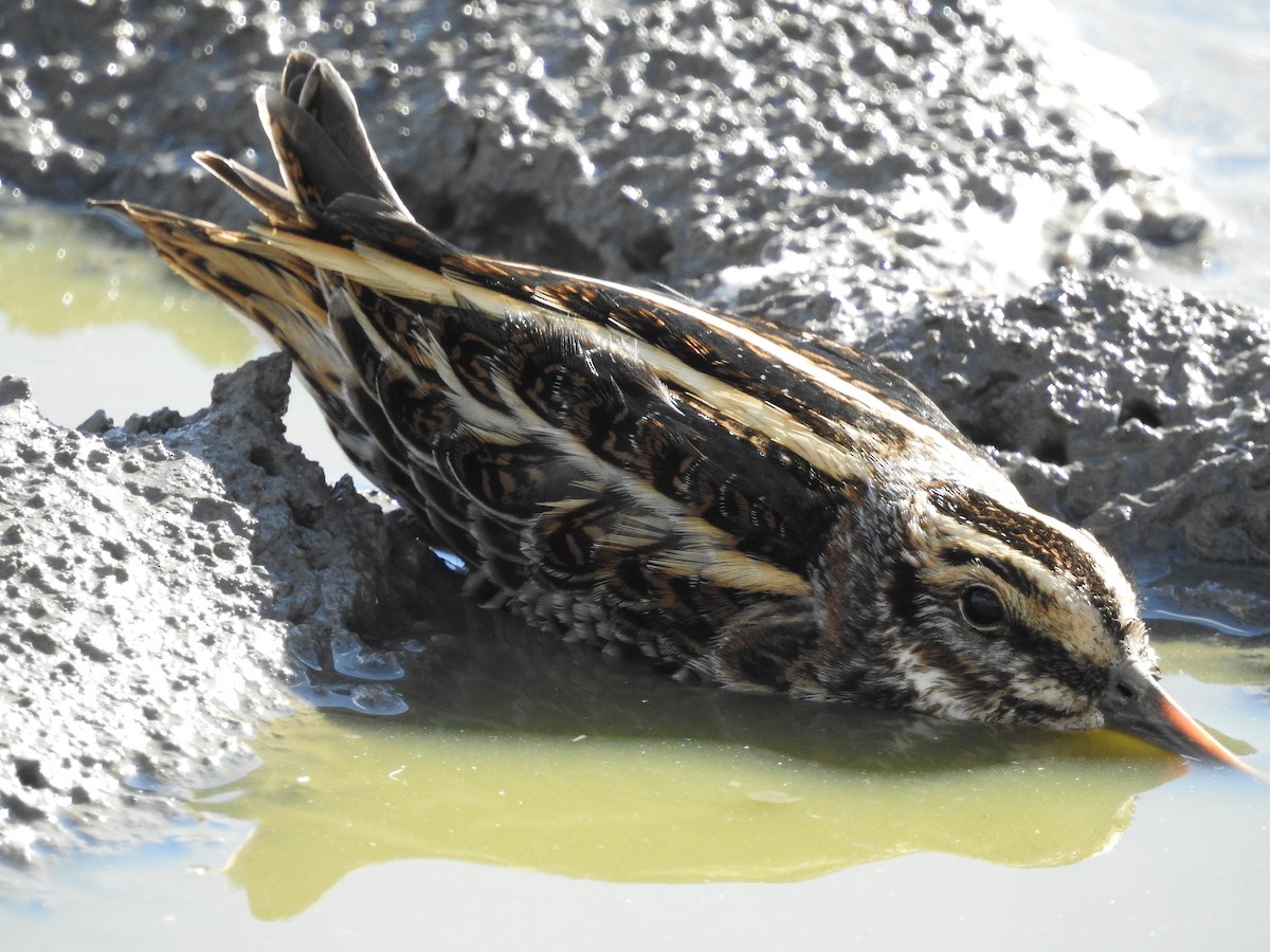 コシギ - ML643697245