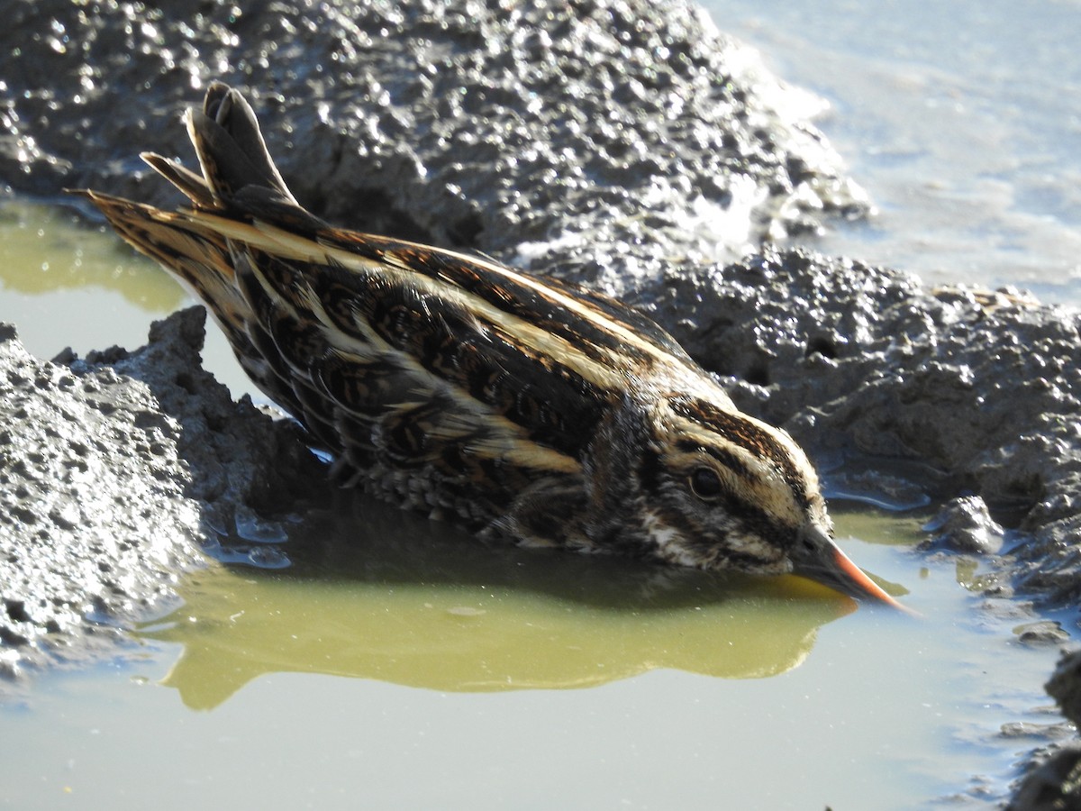 コシギ - ML643697246