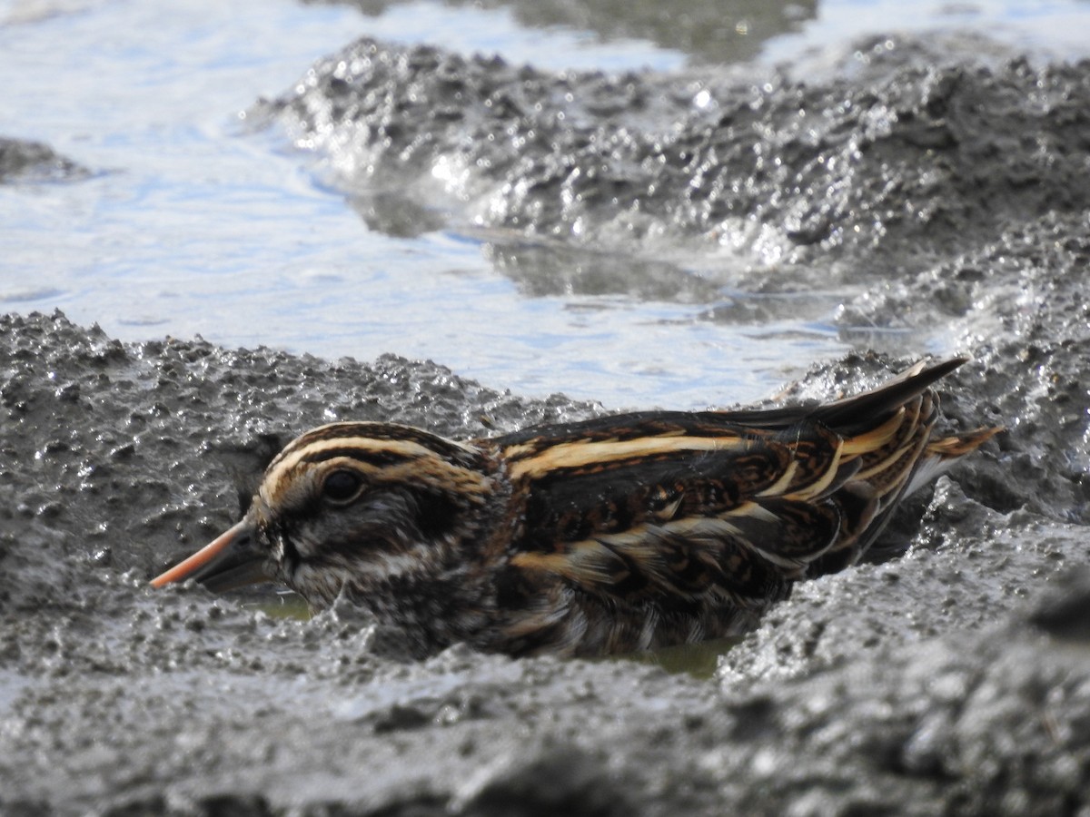 コシギ - ML643697247