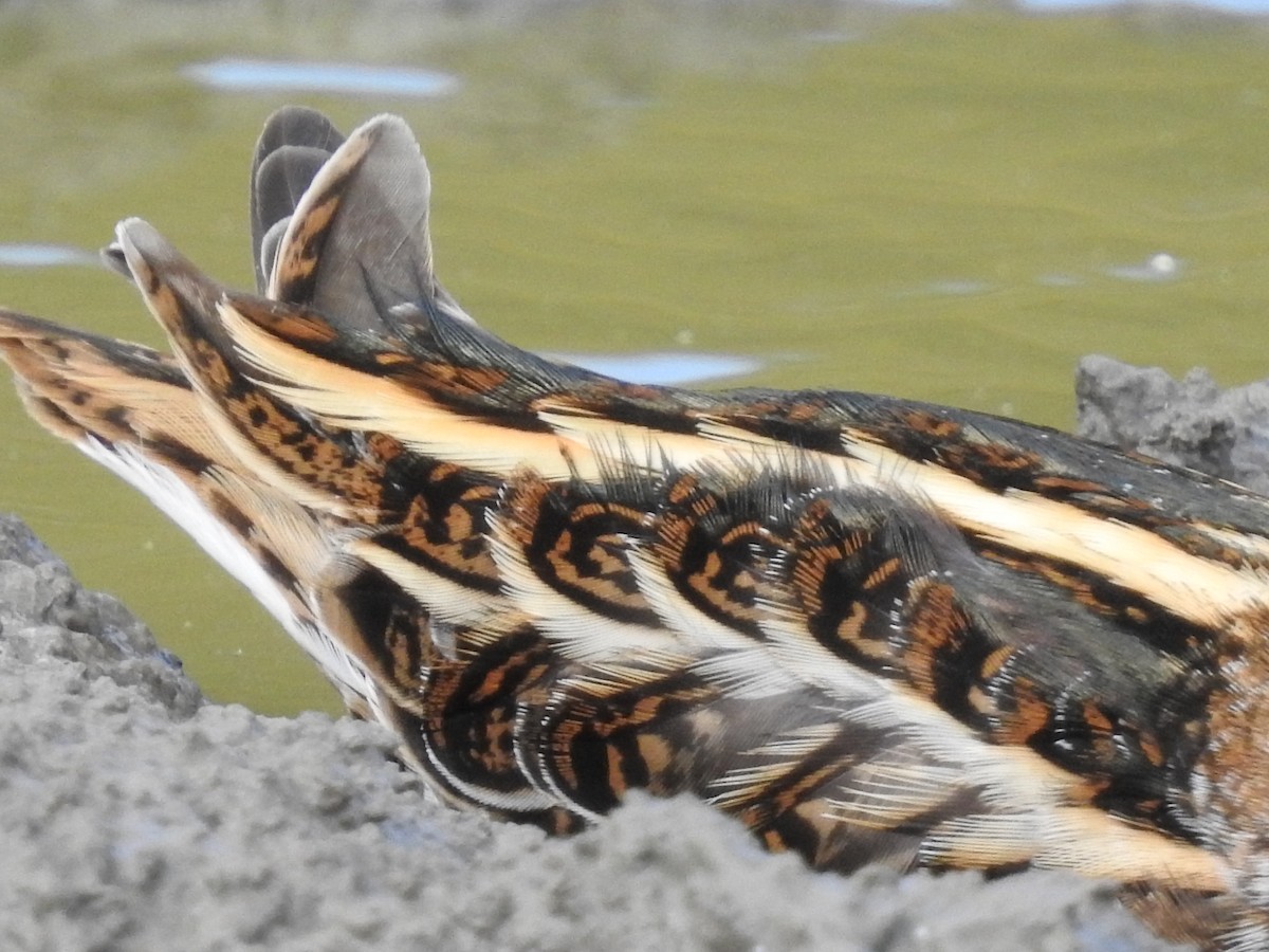 コシギ - ML643697248