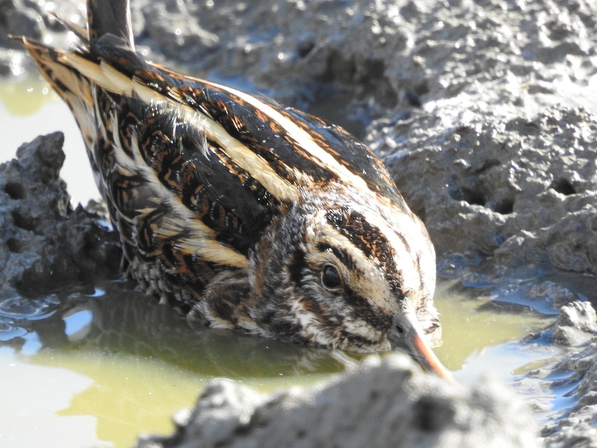 コシギ - ML643697250